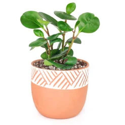 5.5 Inch Clay-White Color Modern Pot