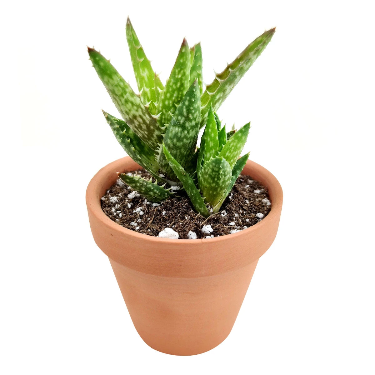 Tiger Tooth Aloe Juvenna - Image 4