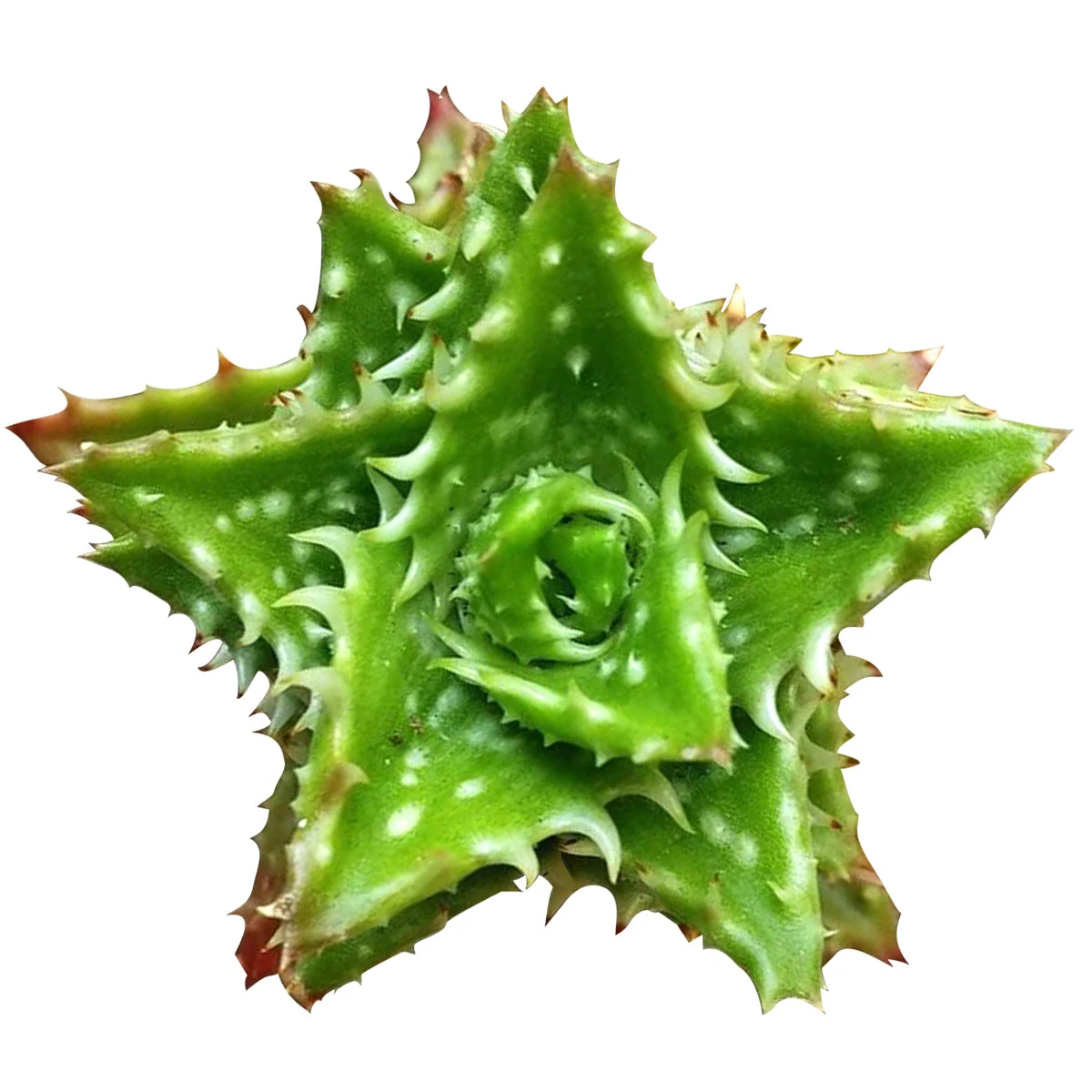 Tiger Tooth Aloe Juvenna - Image 2