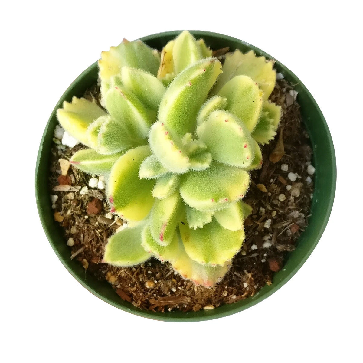 Variegated Bear Paw Succulent - Image 3