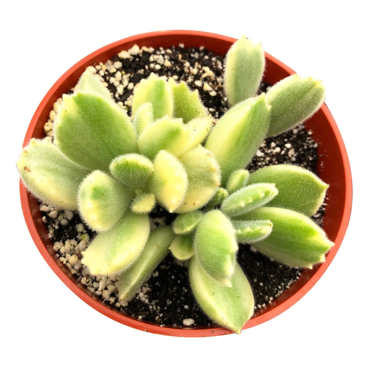 Variegated Bear Paw Succulent - Image 4