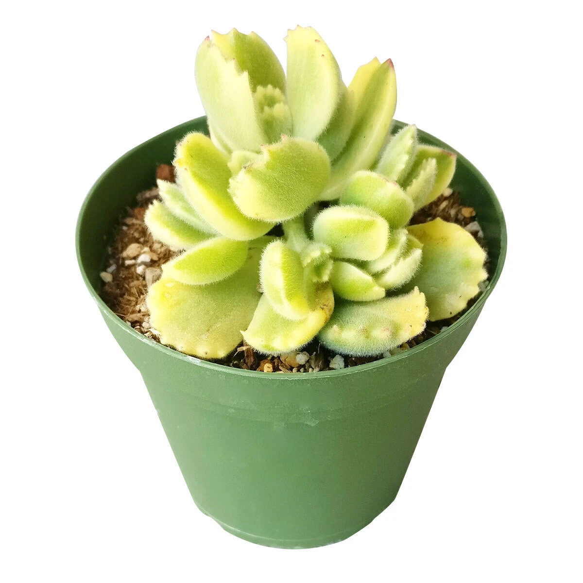 Variegated Bear Paw Succulent - Image 6