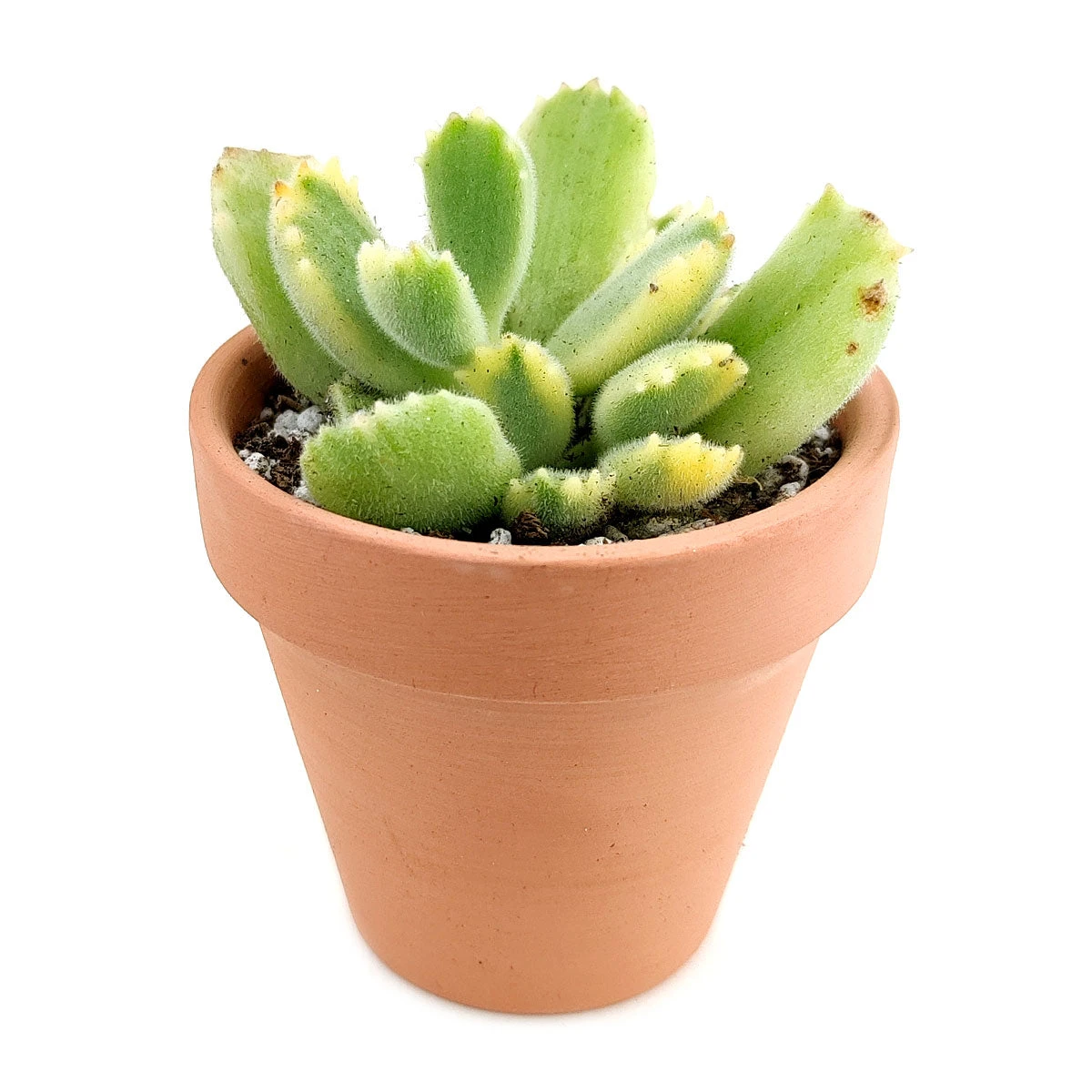 Variegated Bear Paw Succulent - Image 7