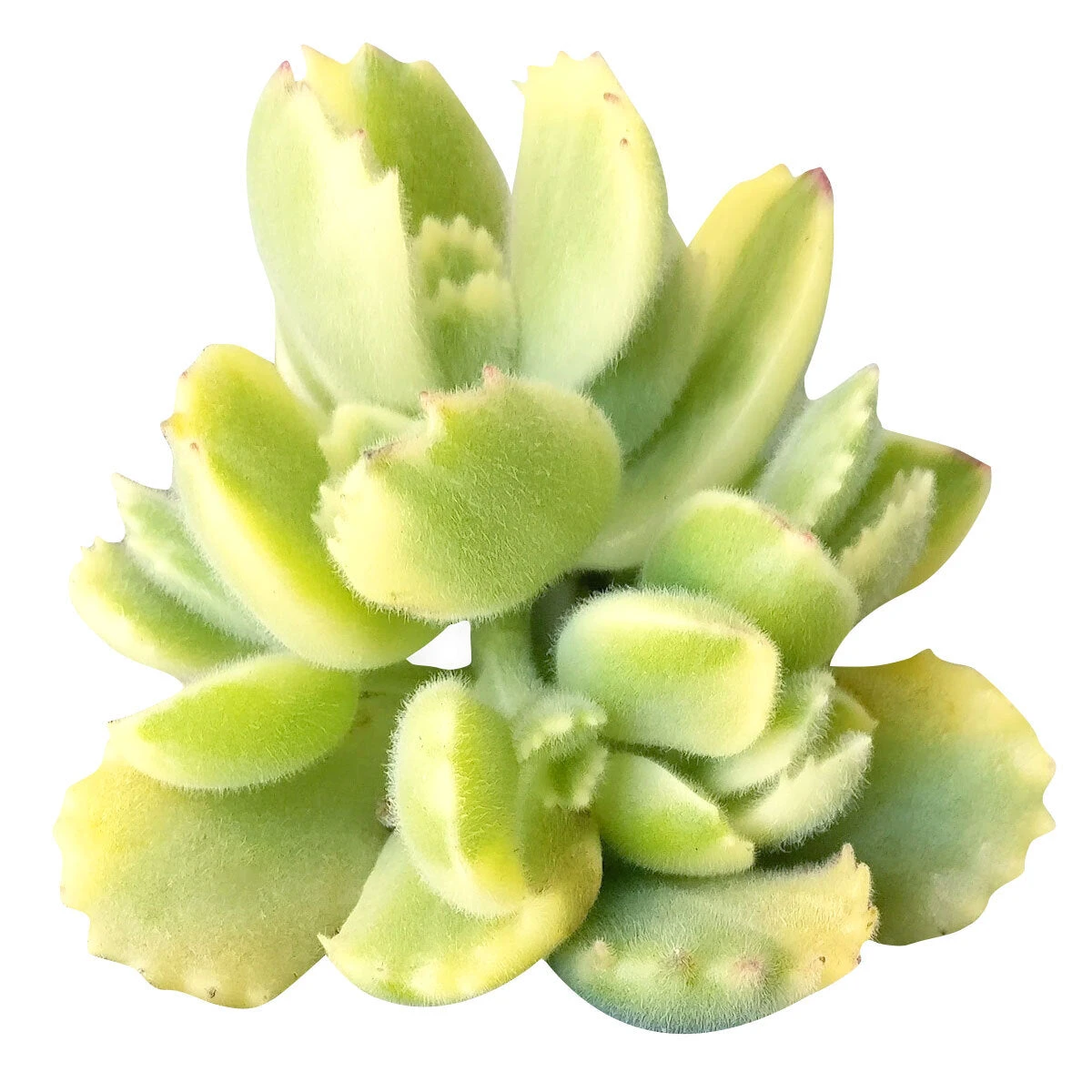 Variegated Bear Paw Succulent - Image 2