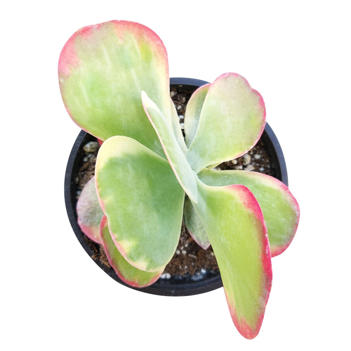Variegated Paddle Plant - Image 3
