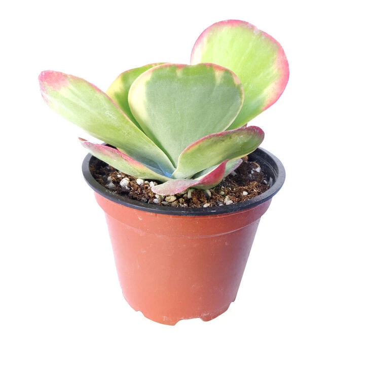 Variegated Paddle Plant - Image 4