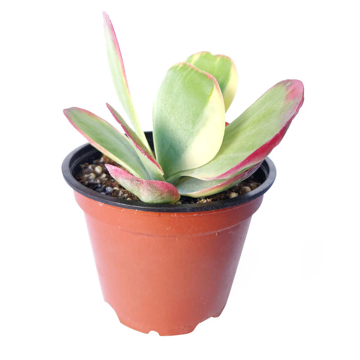 Variegated Paddle Plant - Image 5