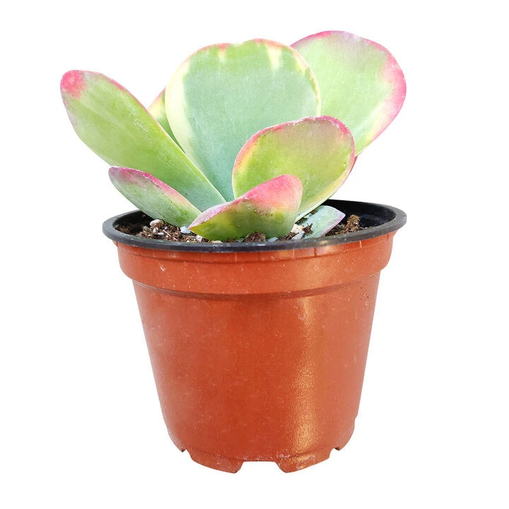 Variegated Paddle Plant - Image 6