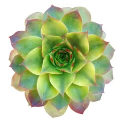Variegated Sempervivum