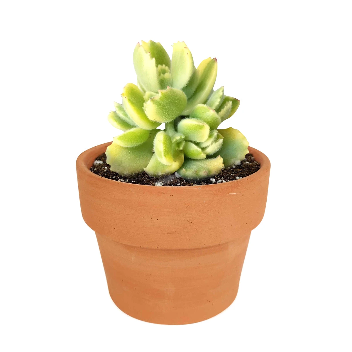 Variegated Bear Paw Succulent - Image 8