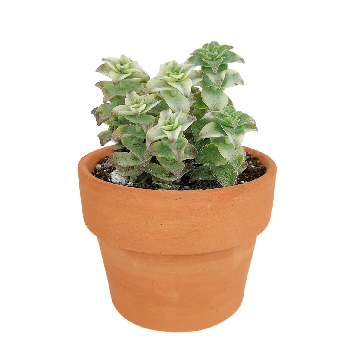 Variegated String Of Buttons - Image 8