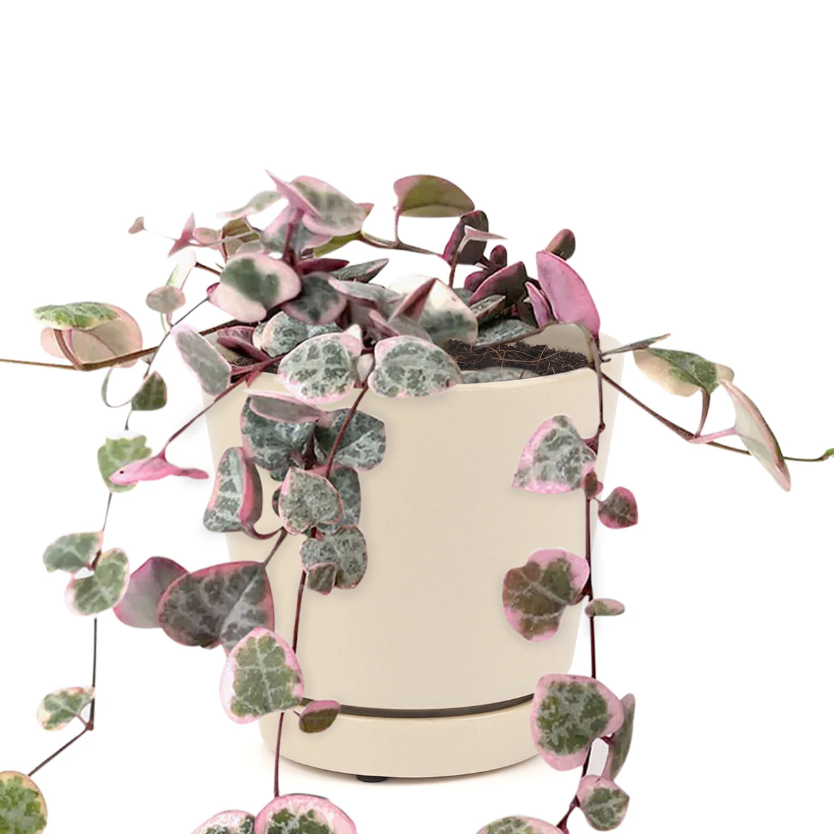 Variegated String Of Hearts - Image 11