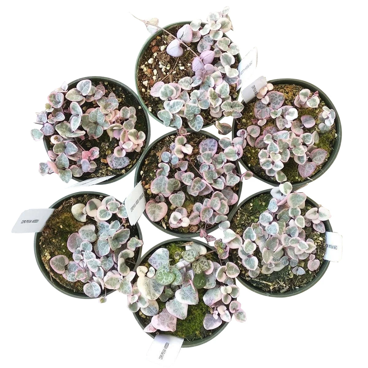 Variegated String Of Hearts - Image 5