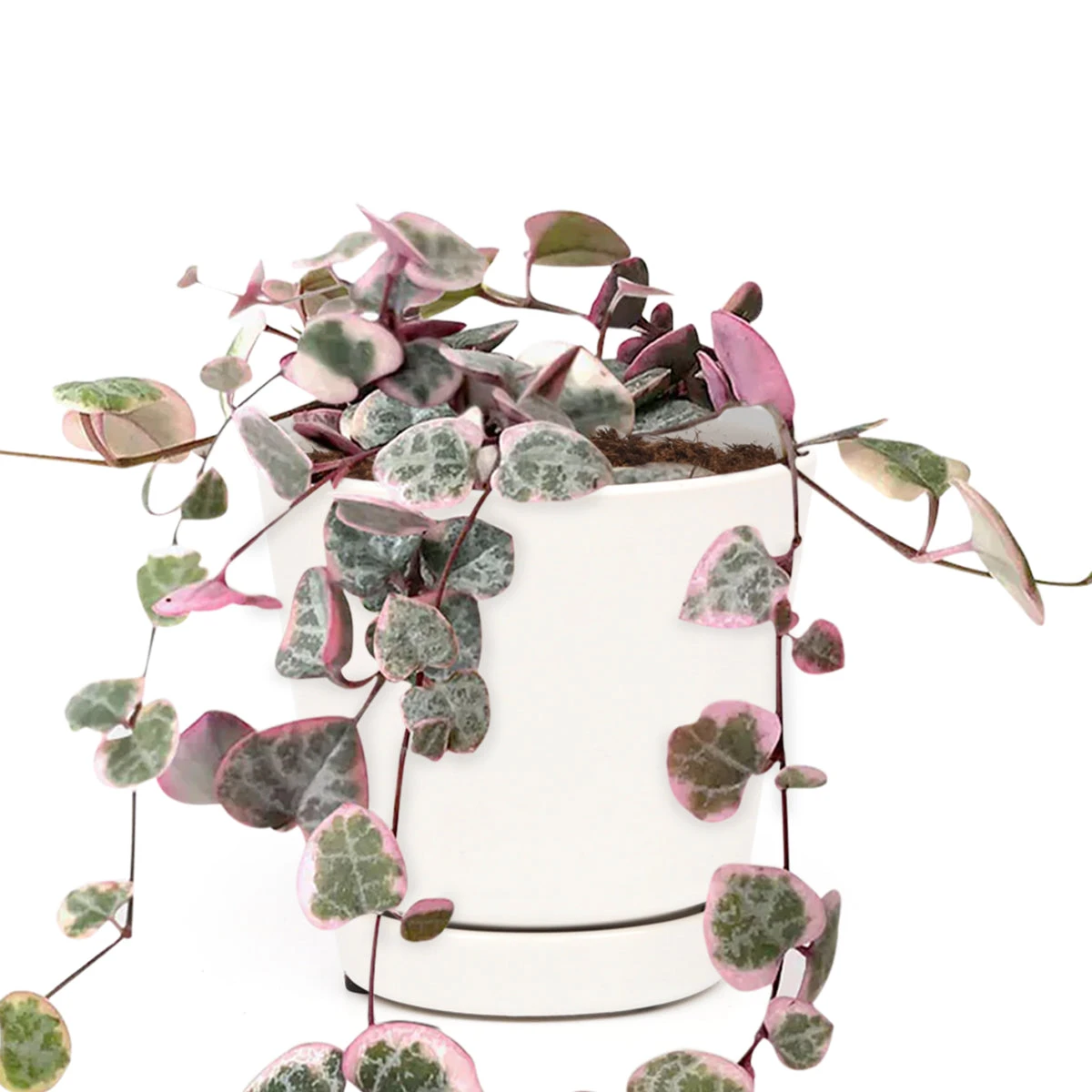 Variegated String Of Hearts - Image 12