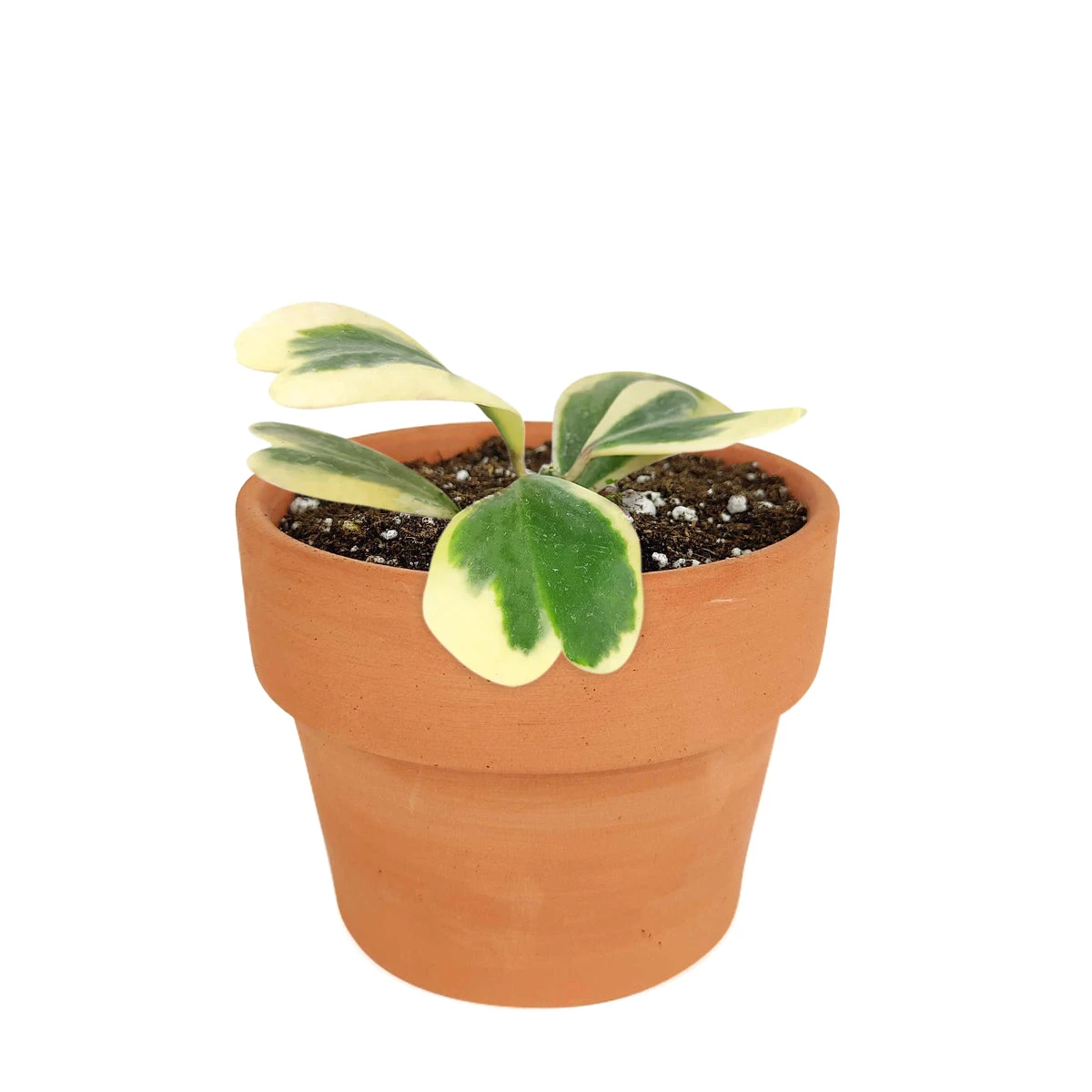 Variegated Trailing Hoya Kerrii Heart - Image 8