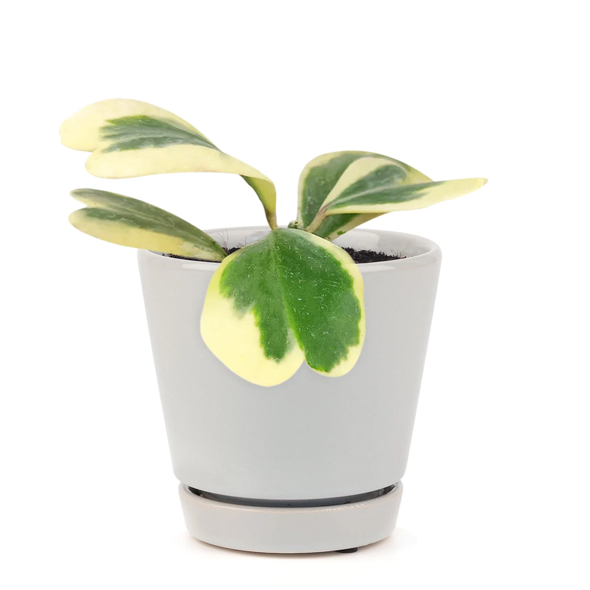 Variegated Trailing Hoya Kerrii Heart - Image 6