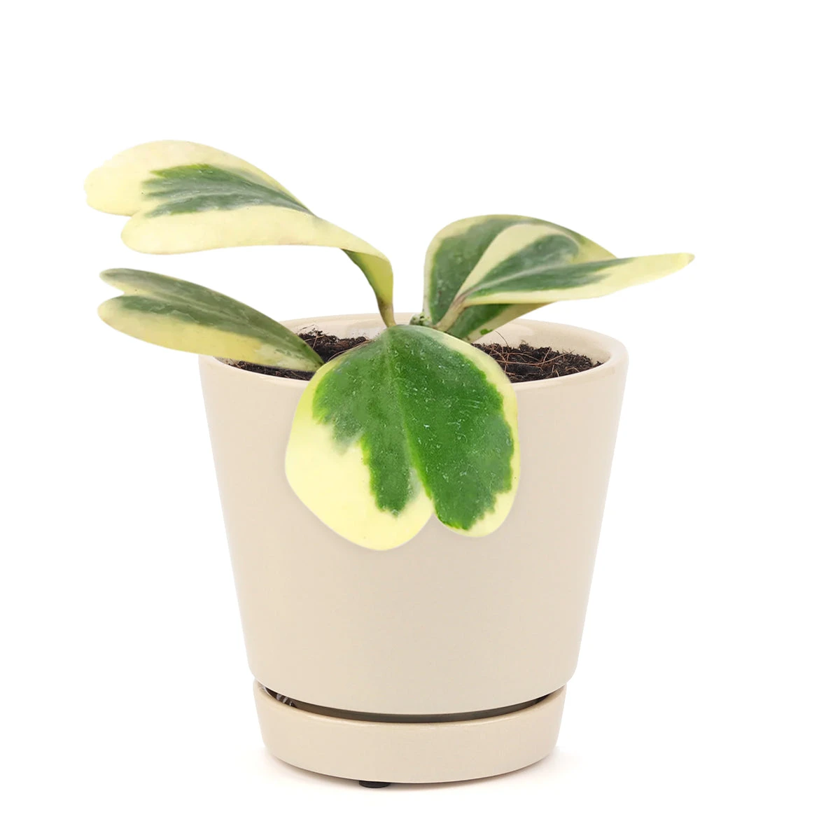 Variegated Trailing Hoya Kerrii Heart - Image 7