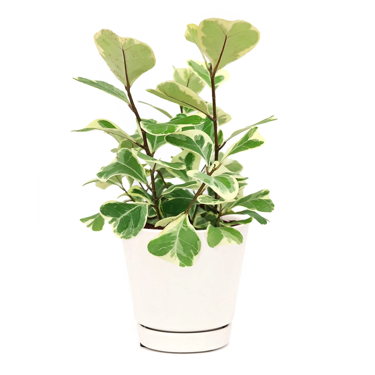 Variegated Ficus Triangularis - Image 9