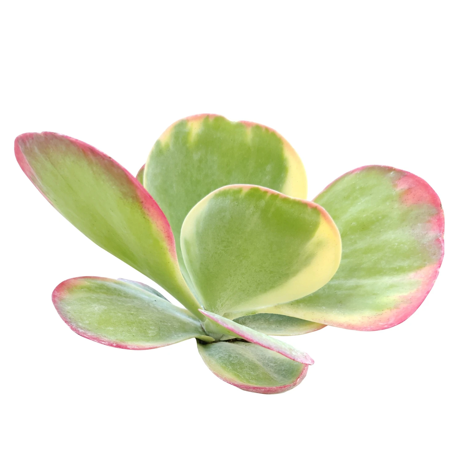 Variegated Paddle Plant - Image 2