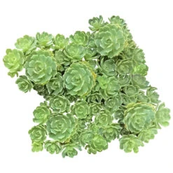 White Diamond Sedum Pachyclados