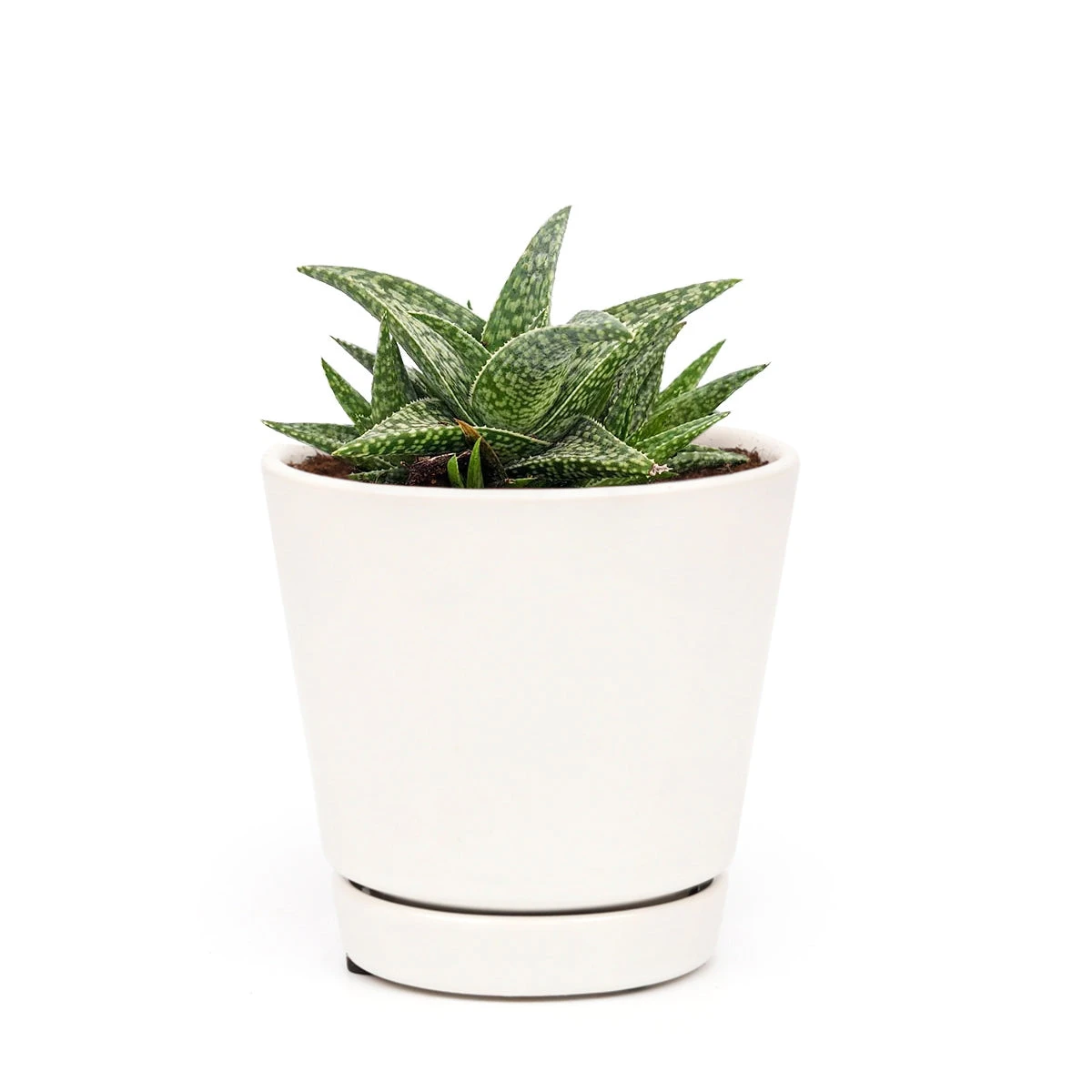 White Fox Aloe Plant - Image 10