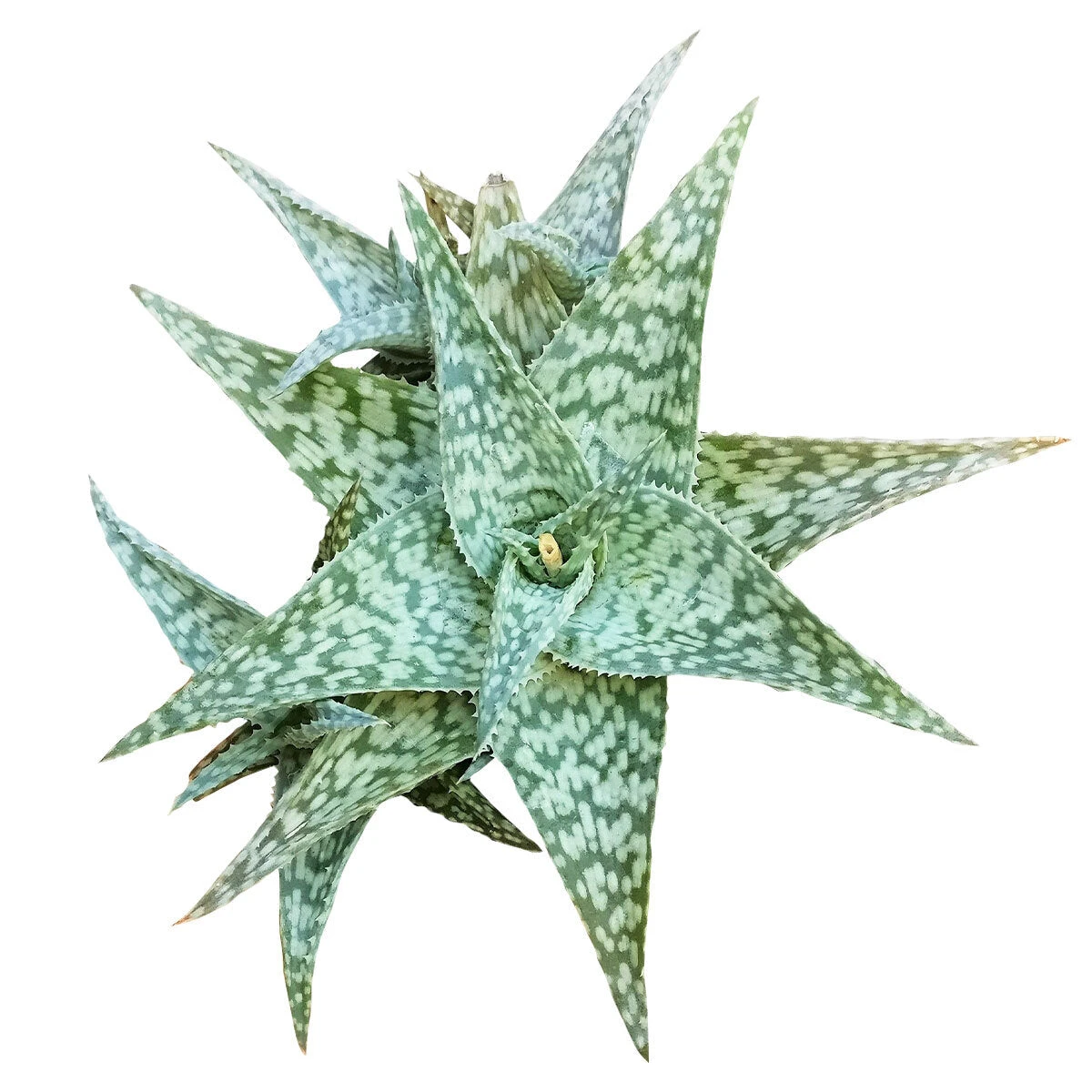 White Fox Aloe Plant - Image 3