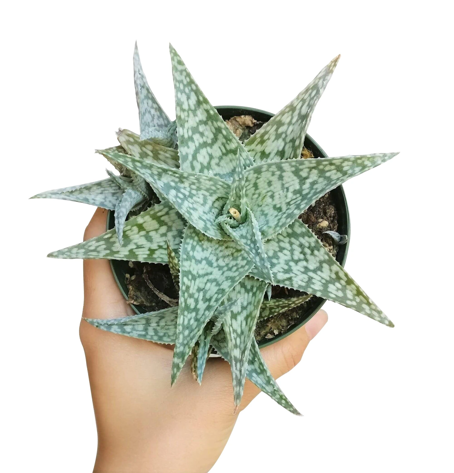 White Fox Aloe Plant - Image 5