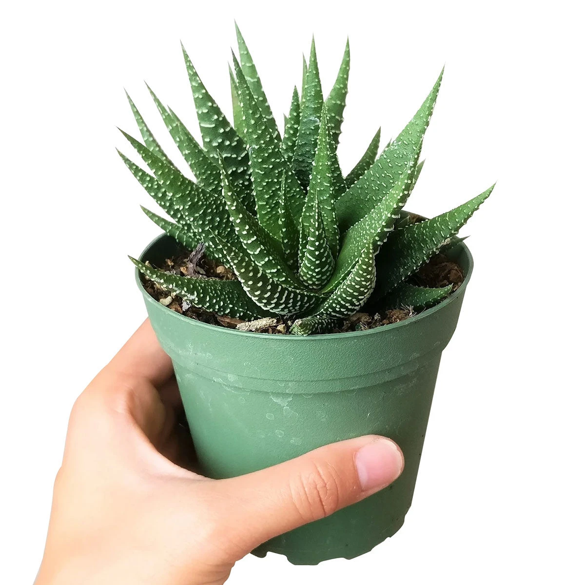 Haworthia Zebra Plant - Image 9