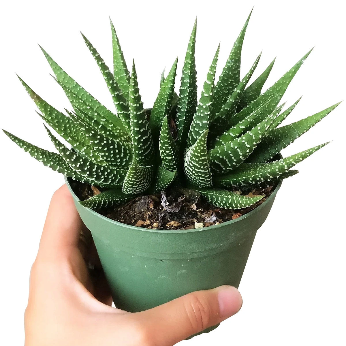 Haworthia Zebra Plant - Image 8