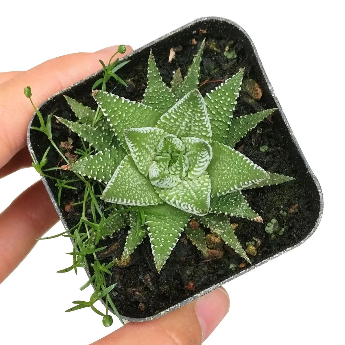 Haworthia Zebra Plant - Image 5