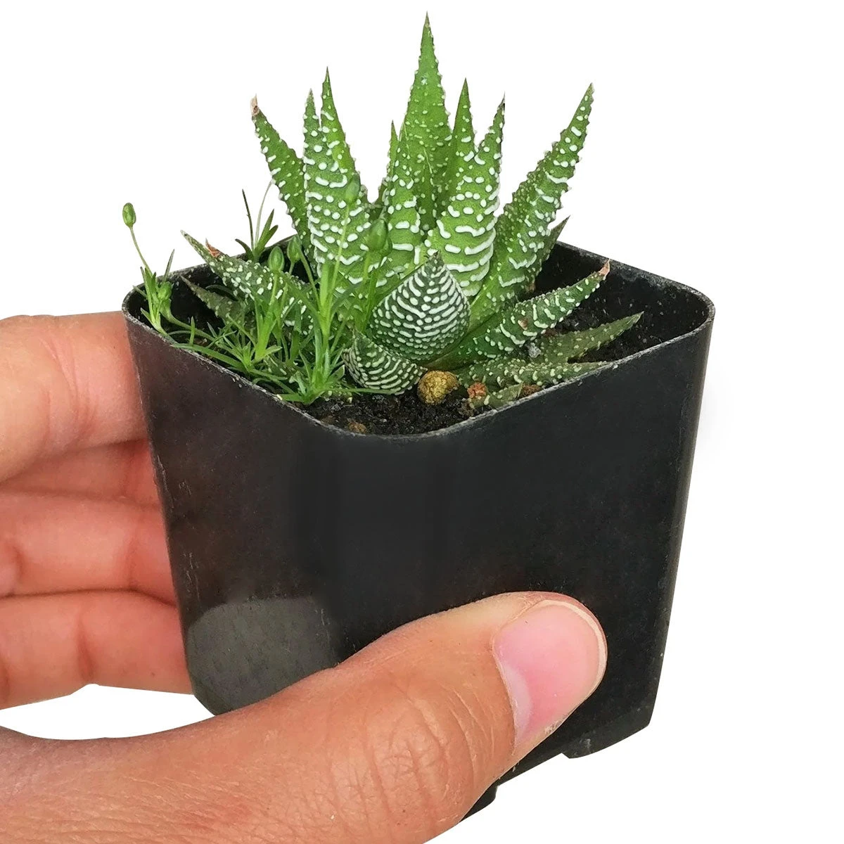 Haworthia Zebra Plant - Image 6