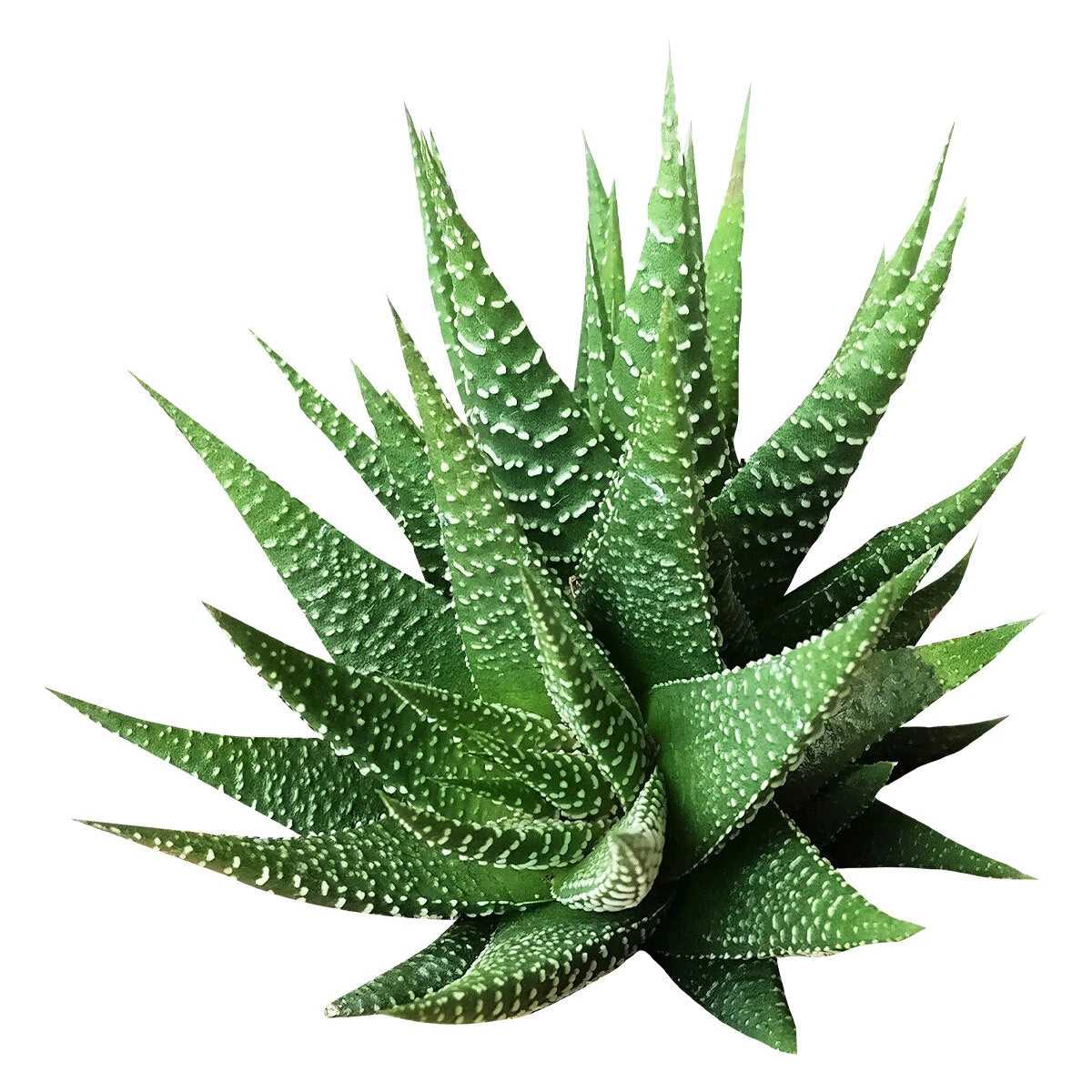 Haworthia Zebra Plant - Image 4