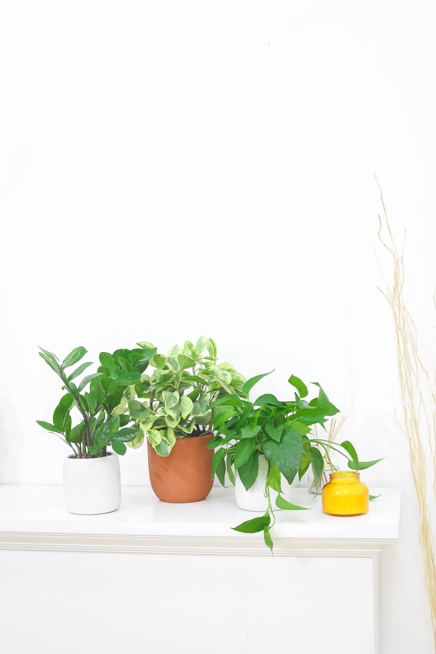 Peperomia Obtusifolia Variegata - Image 11