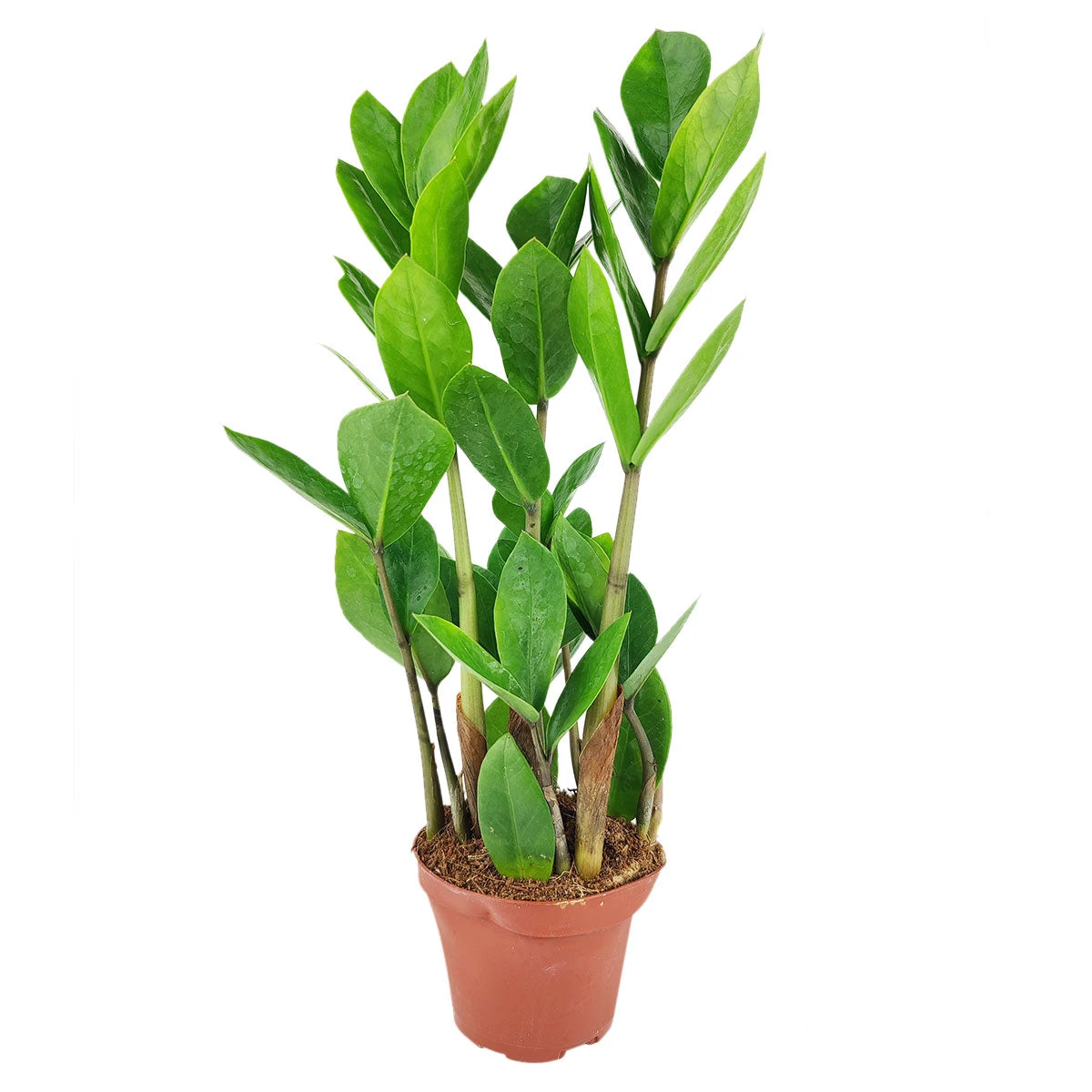 ZZ Plant - Image 12