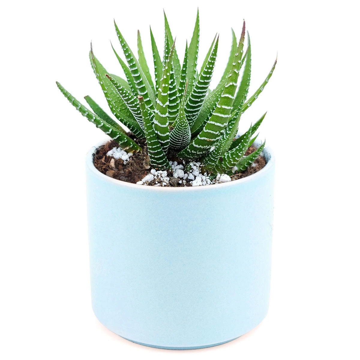 Haworthia Zebra Plant - Image 13