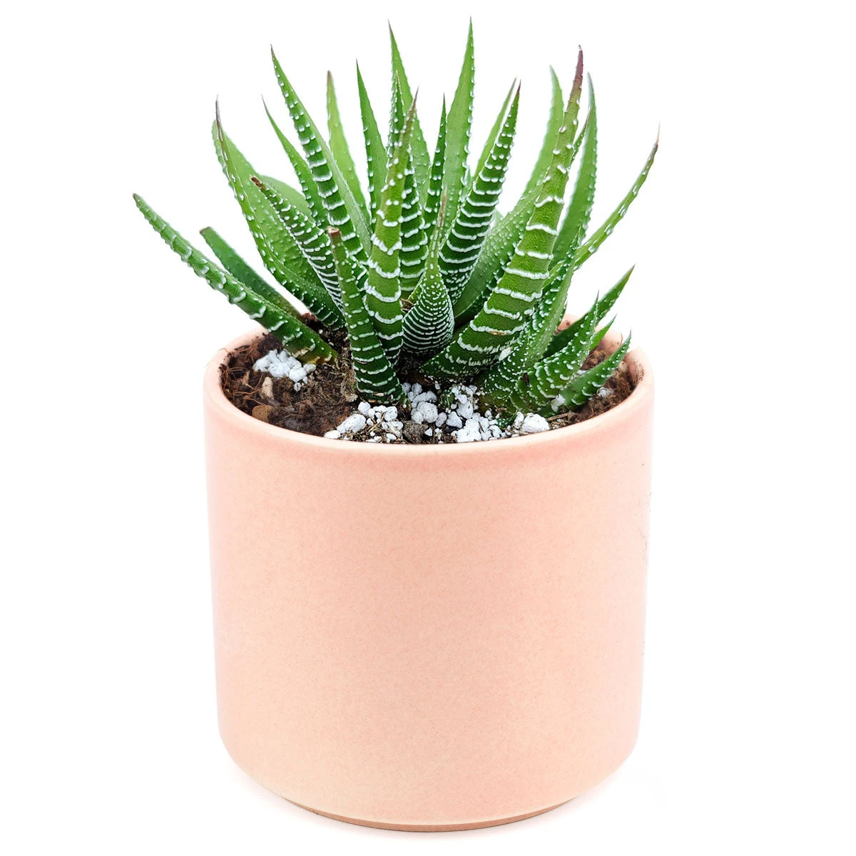 Haworthia Zebra Plant - Image 11