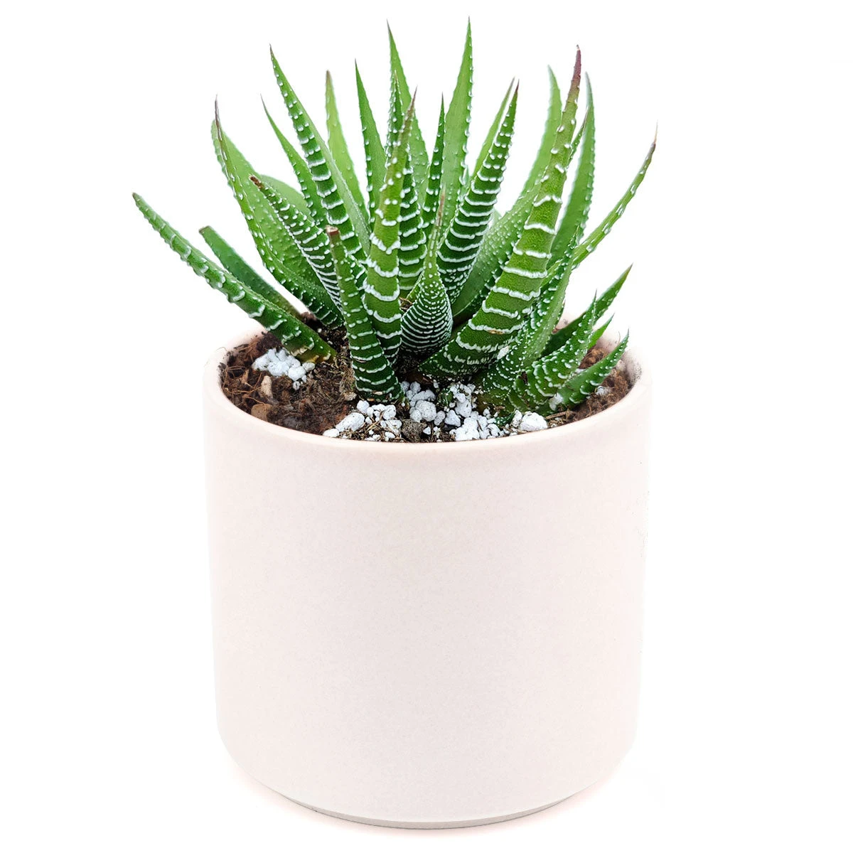 Haworthia Zebra Plant - Image 12