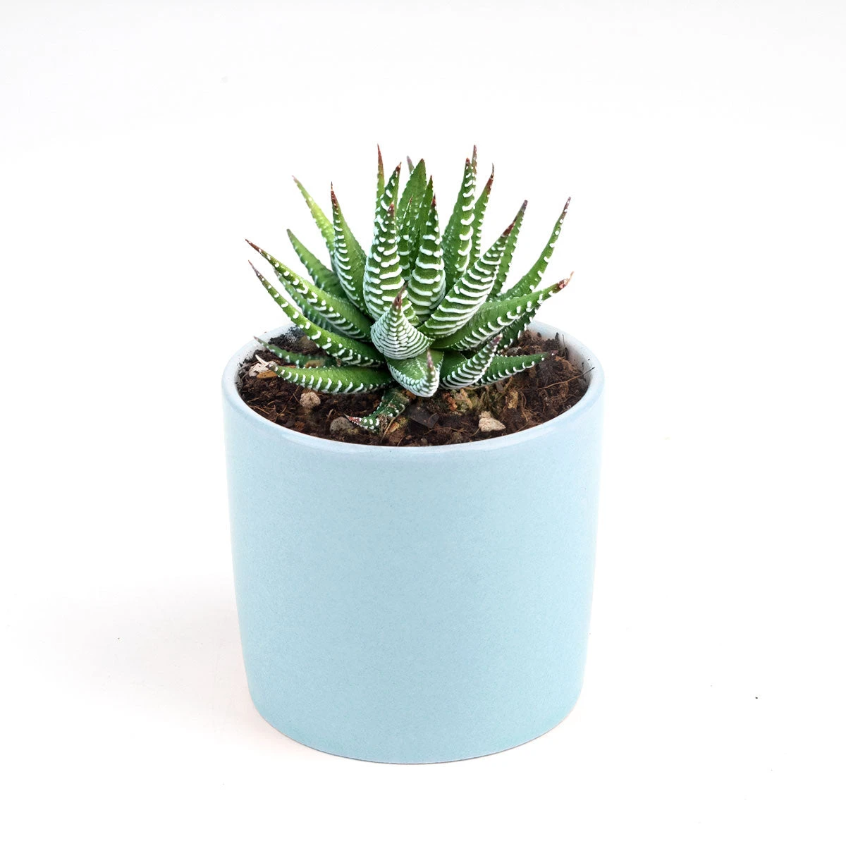 Haworthia Zebra Plant - Image 16