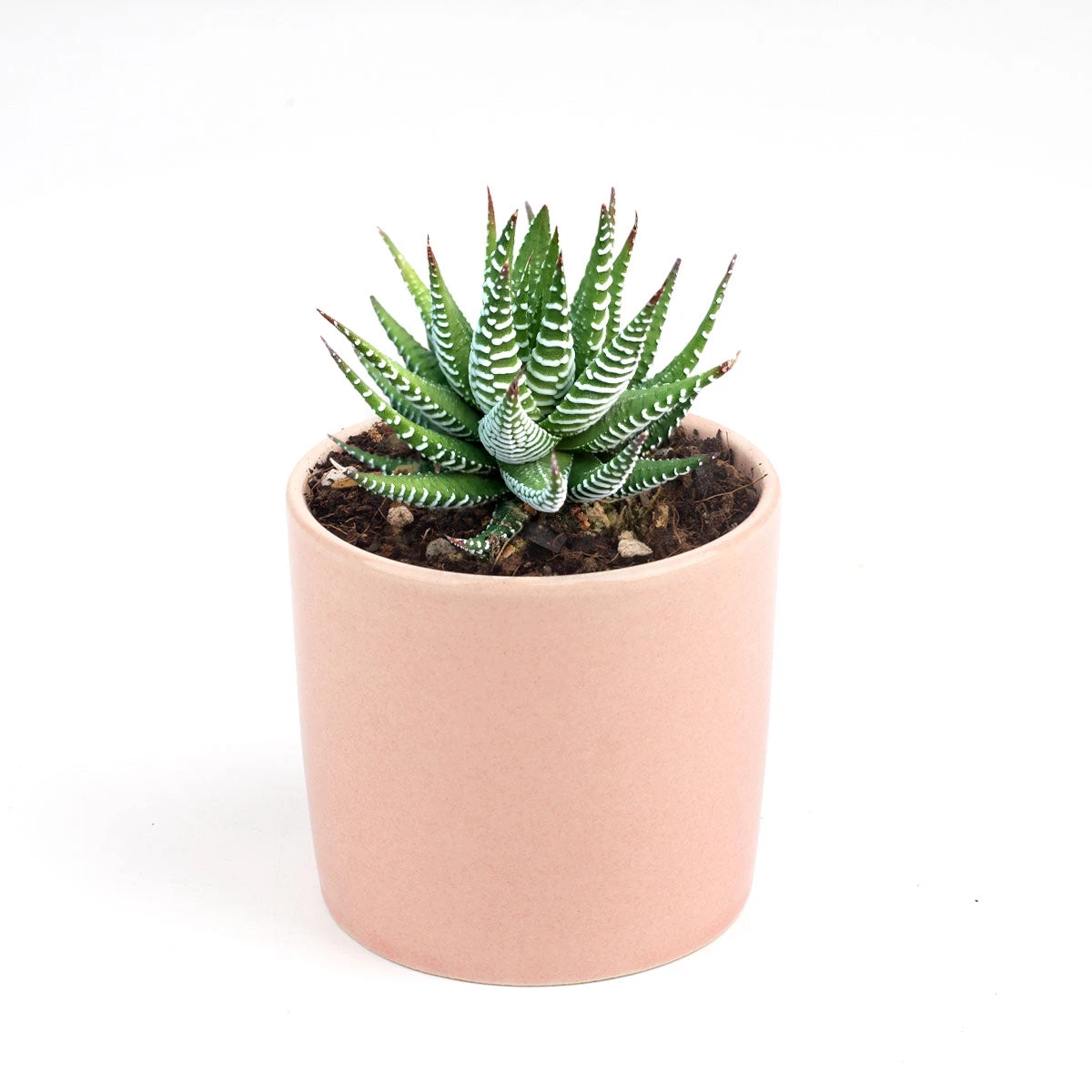 Haworthia Zebra Plant - Image 17