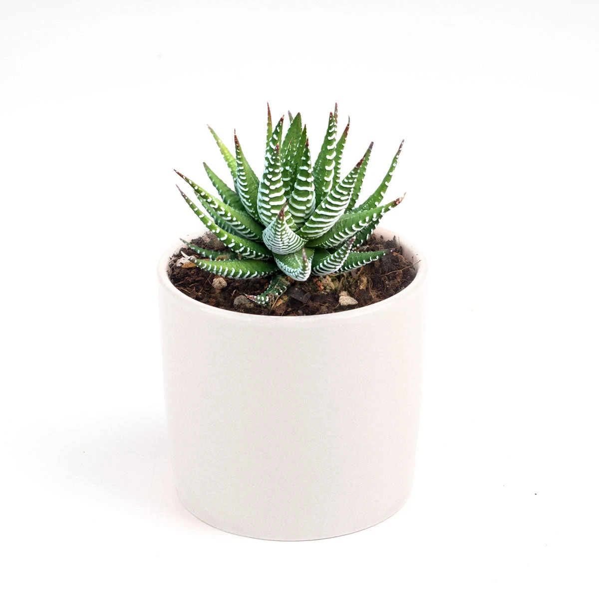 Haworthia Zebra Plant - Image 18