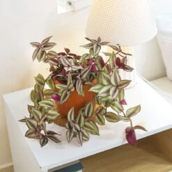 Tradescantia Zebrina Wandering Dude