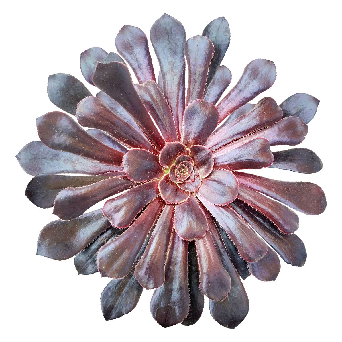 Aeonium Black Rose Zwartkop - Image 2