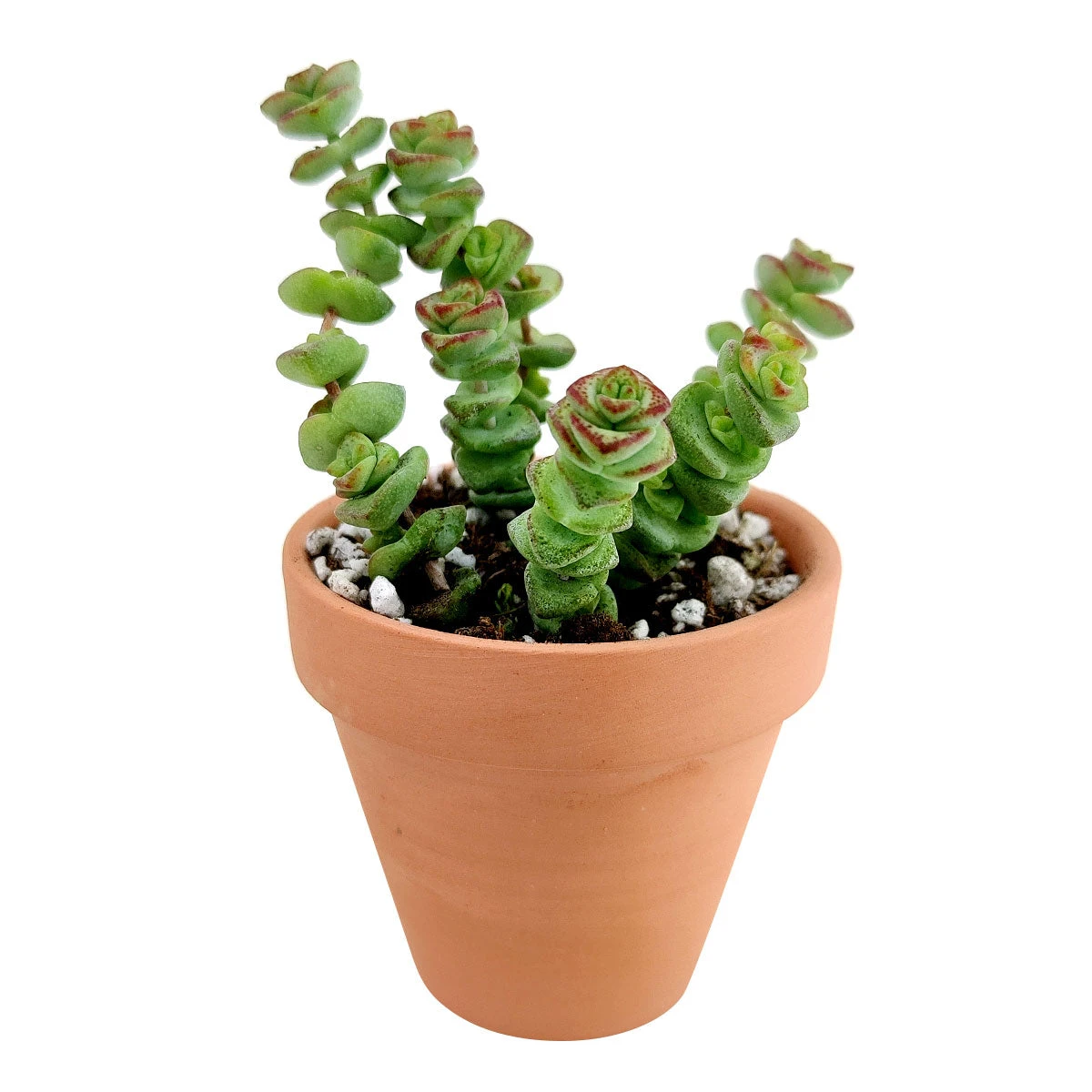 Crassula Baby Necklace - Image 9