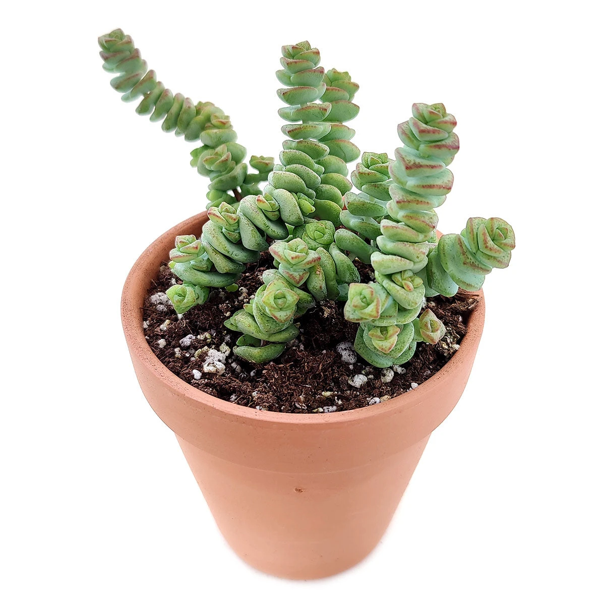 Crassula Baby Necklace - Image 10