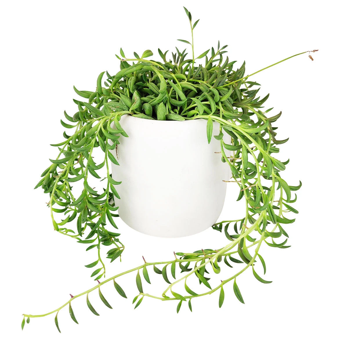Senecio String Of Bananas - Image 14