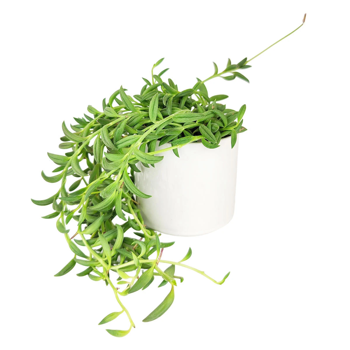Senecio String Of Bananas - Image 13