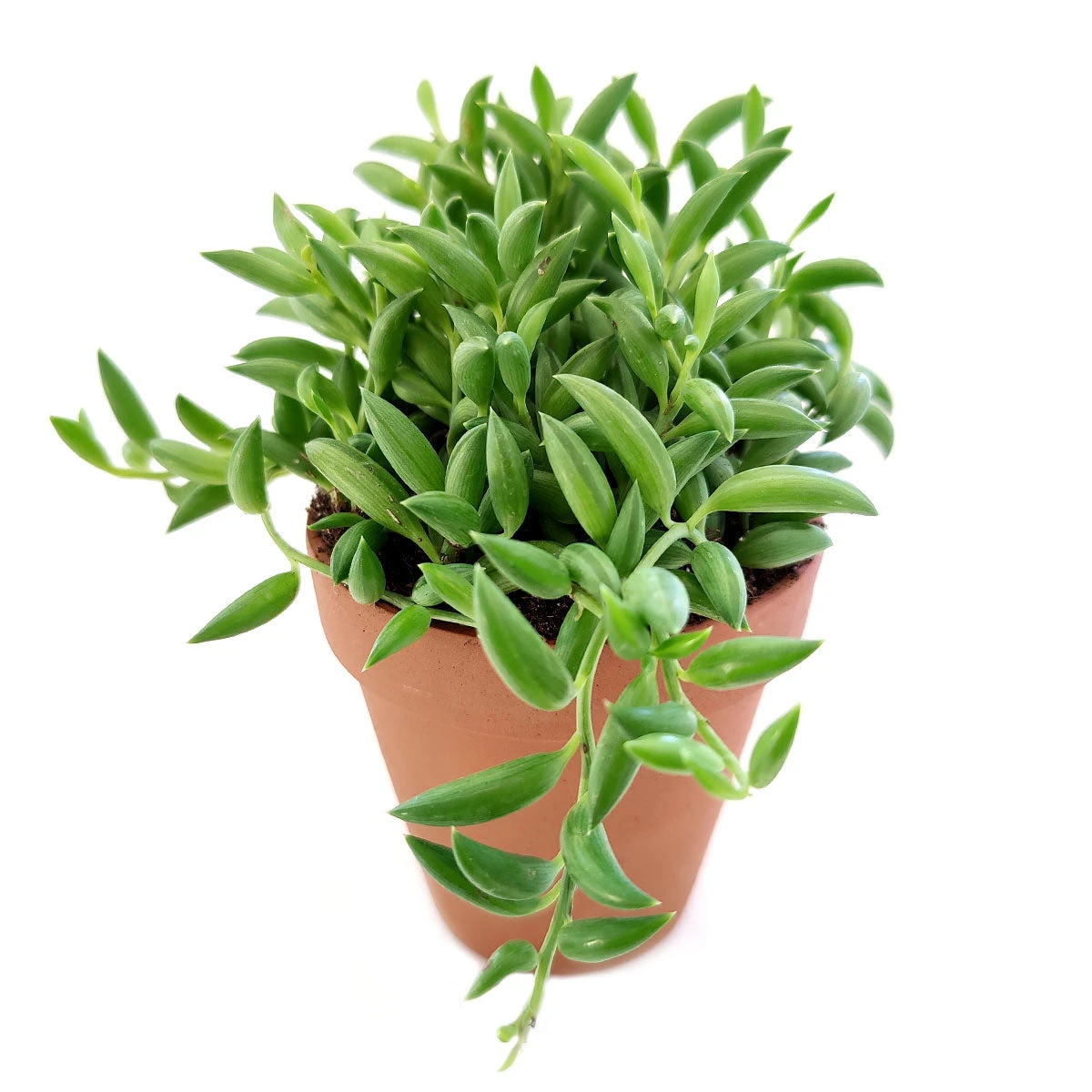 Senecio String Of Bananas - Image 4