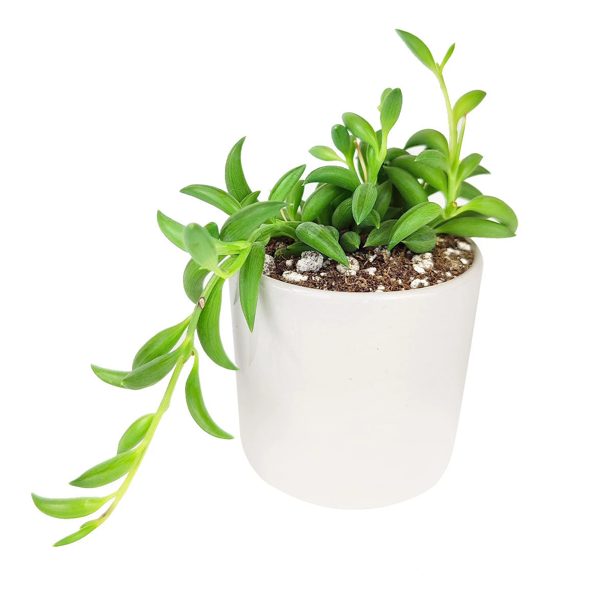 Senecio String Of Bananas - Image 12