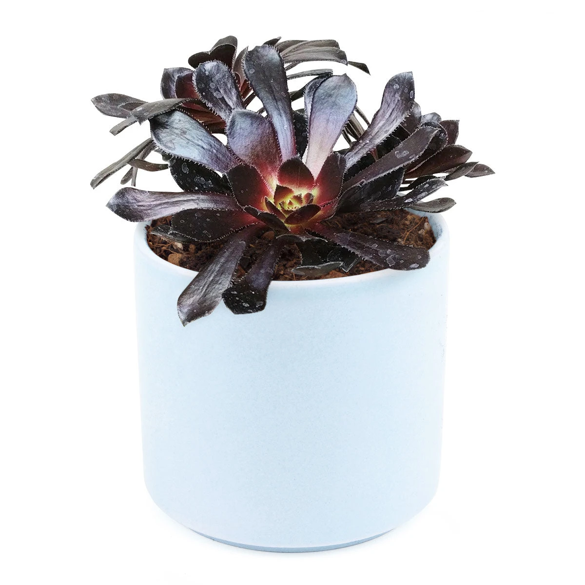Aeonium Black Rose Zwartkop - Image 10