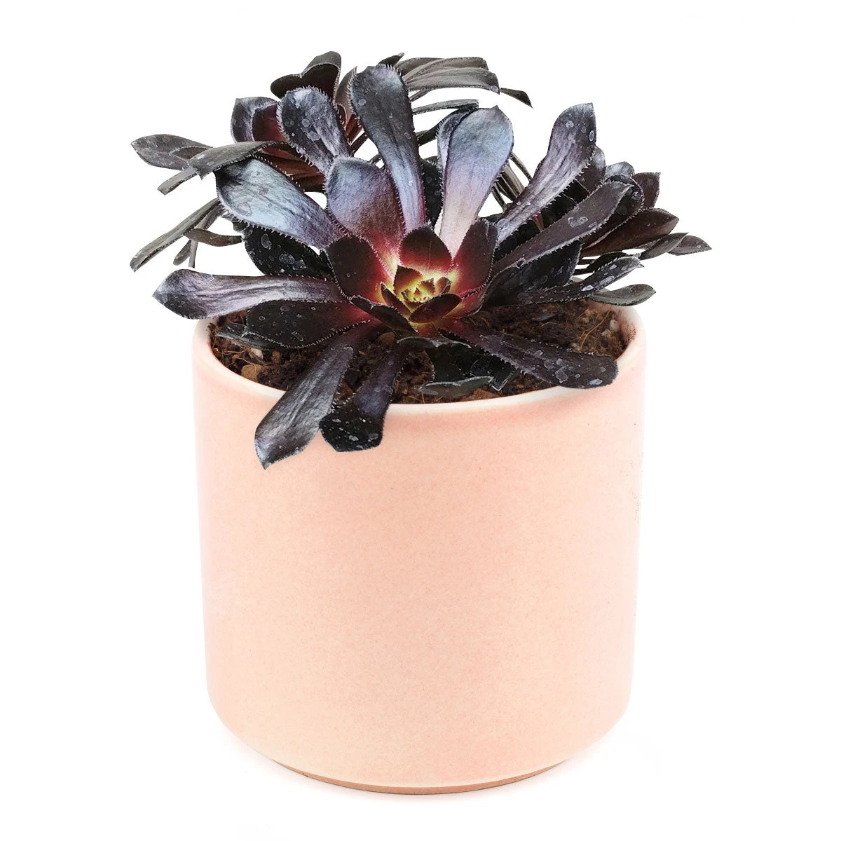 Aeonium Black Rose Zwartkop - Image 9